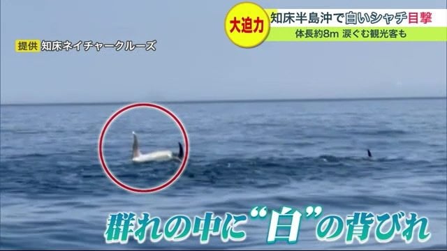 涙ぐむ観光客も白いシャチ 世界遺産知床半島沖で目撃 体長は約8m 2年前にも2頭を確認北海道発FNNプライムオンライン