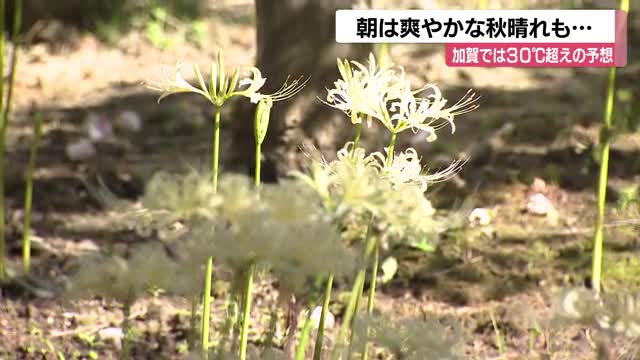 ようやく爽やかな秋晴れも…日中は真夏日に 金沢の寺では“白い彼岸花”咲く