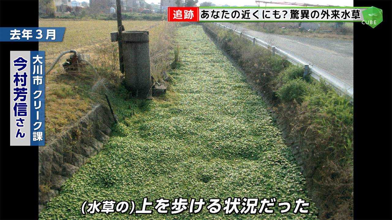 2カ月で10m超成長する特定外来生物が福岡県内で大繁殖 河川氾濫のリスクも