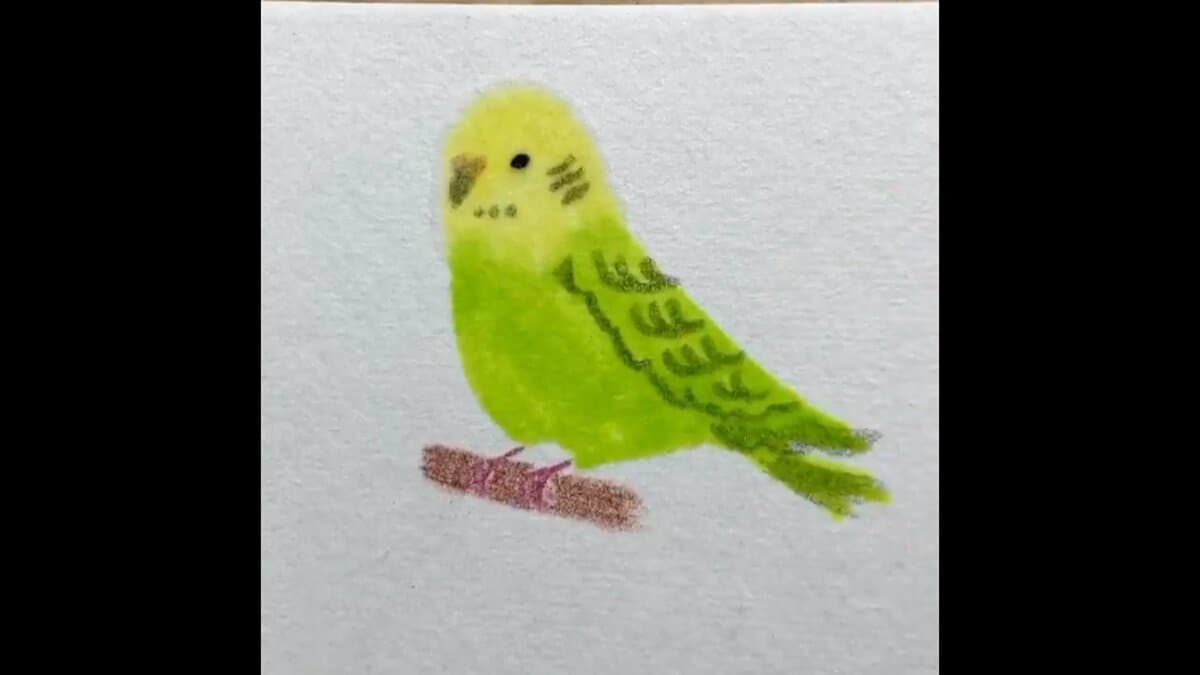 輪郭を描かずに色を塗るだけでインコが完成…わずか25秒! 描き方のコツを聞いた｜FNNプライムオンライン
