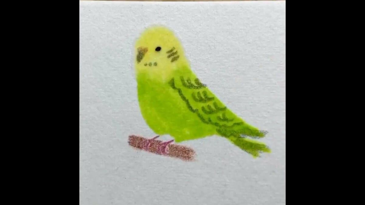 輪郭を描かずに色を塗るだけでインコが完成 わずか25秒 描き方のコツを聞いた Fnnプライムオンライン