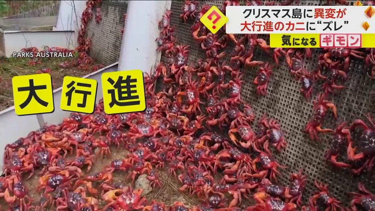 アカガニ大行進】クリスマス島名物に異変 通常10月から11月なのに…観測