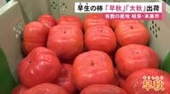 色鮮やかな“早秋”と食感良い“太秋”…岐阜県本巣市で早生品種の柿の出荷始まる 約45トンが東海地方のスーパー等に