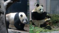 【速報】上野動物園ジャイアントパンダのリーリーとシンシンが9…