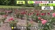 園内に約100種類1000本ほど…愛知県岡崎市の『奥殿陣屋』でバラが見ごろ 赤や白など色とりどりに咲き誇る