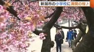 一足早く“桜の便り”！新潟市の小学校に満開の桜「薄暗い新潟の冬から春っぽく」「心が洗われる」