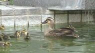 池の塀からダイブ！　カルガモの親子が泳ぎの練習　赤ちゃんが襲われそうになるハプニングも!?　病院の中庭で誕生