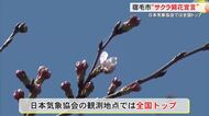 宿毛市が“日本一早い”桜の開花宣言　高知城は持ち越しに