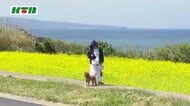 菜の花と海のコラボ！400万本の菜の花が畑一面を黄色に染める…観光客が甘い香りに包まれながら春を満喫