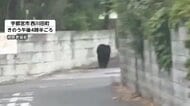 宇都宮でクマ目撃相次ぐ　市内の公立小中学校はすべて休校　週末から13件以上目撃「フェンスのぼって中学校の方に」情報も