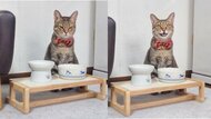 仏頂面から「ご飯食べる？」で猫の表情が一変…いつもこんなに分かりやすい？飼い主に聞いた