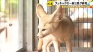 “総選挙”で4位に…いしかわ動物園で『フェネック』の一般公開再開 新たな展示室で飼育員の特別ガイドも