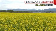 まるで黄色いじゅうたん! 見頃迎えた“菜の花”に訪れた人も感動「非常にきれい」【新潟】
