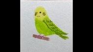 輪郭を描かずに色を塗るだけでインコが完成…わずか25秒! 描き方のコツを聞いた