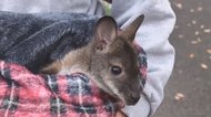 今しか見られない“赤ちゃんアニマル”を大公開!休園中の動物園で何してる?