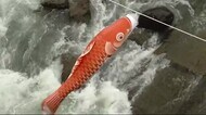 「定山渓温泉渓流鯉のぼり」春風受け元気に泳ぐ 子どもの日に向…
