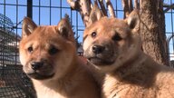 「可愛がってほしい」生後2カ月の山陰柴犬たち　新たな家族のもとへ…飼い主の“広がり”のため【島根発】