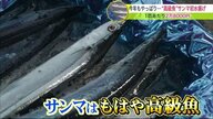 サンマ一匹2万8000円！”庶民の魚”は高級魚に 不漁続きのサンマ初競り 1kg=23万円に 【北海道発】