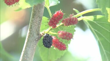 多摩川河川敷の桑の実を食べた小学生5人が腹痛訴え救急搬送　校外学習で訪問中に　東京・…