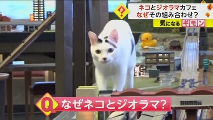 ビルの間から“巨大なネコ”　保護ネコとジオラマを組み合わせたカフェ　SNSから話題に　三重・伊勢市