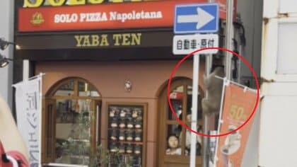 繁華街・栄の中心部でも目撃…名古屋市熱田区の住宅街を歩く『サル』カメラが捉える 春日井市から南下か
