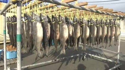 銀色に輝くサケが並ぶ！新巻きザケ作りが最盛期　「サーモン新巻」も　岩手県釜石市