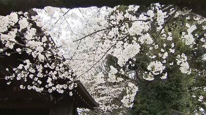 東京・桜が満開　平年より９日、去年より５日早く　気象庁