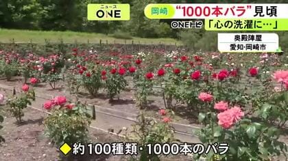 園内に約100種類1000本ほど…愛知県岡崎市の『奥殿陣屋』でバラが見ごろ 赤や白など色とりどりに咲き誇る