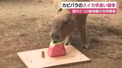国内5つの動物園が共同開催！優勝は？　カピバラのスイカ早食い競争