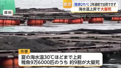 「唐津Qサバ」2年連続で出荷断念 猛暑で稚魚9万6000匹の約9割死ぬ【佐賀県】
