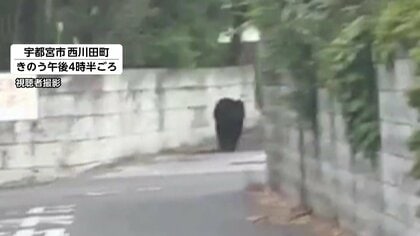 宇都宮でクマ目撃相次ぐ　市内の公立小中学校はすべて休校　週末から13件以上目撃「フェンスのぼって中学校の方に」情報も