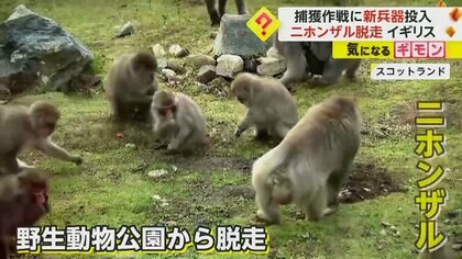 繁殖シーズンの争いを避けるため？　ニホンザルが動物公園から脱走…ドローンで探し無事捕獲　スコットランド
