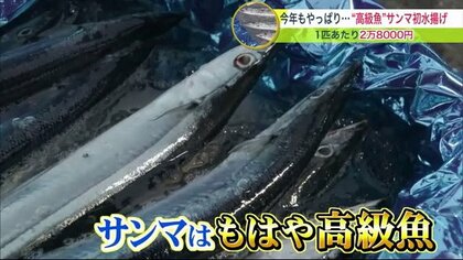 サンマ一匹2万8000円！”庶民の魚”は高級魚に 不漁続きのサンマ初競り 1kg=23万円に 【北海道発】
