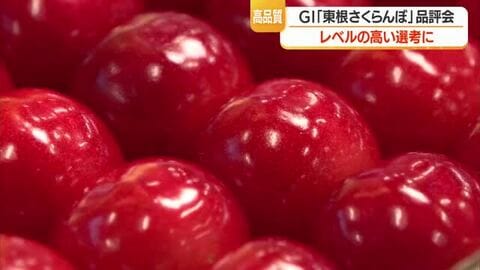 つやつやで色・実の張り予想以上のでき　「東根さくらんぼ」の魅力発信する“佐藤錦”の品評会　山形