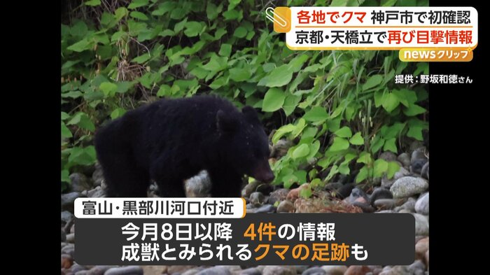 河口で撮影されたクマ（提供：野坂和徳さん）