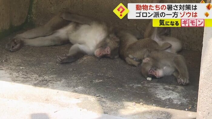 日陰で寝転がるサル