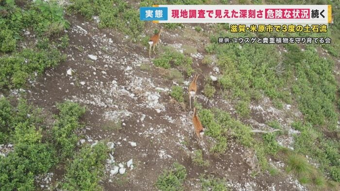 「裸地化」が進む