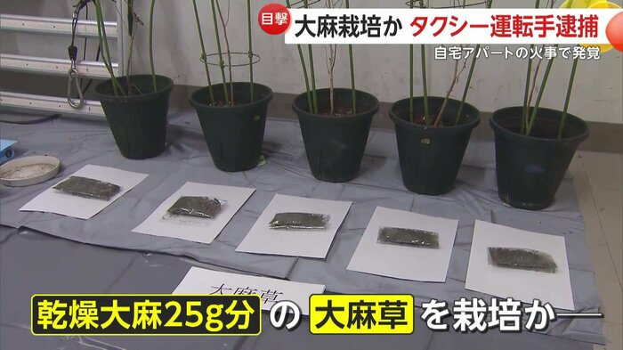 押収された乾燥大麻と大麻の鉢