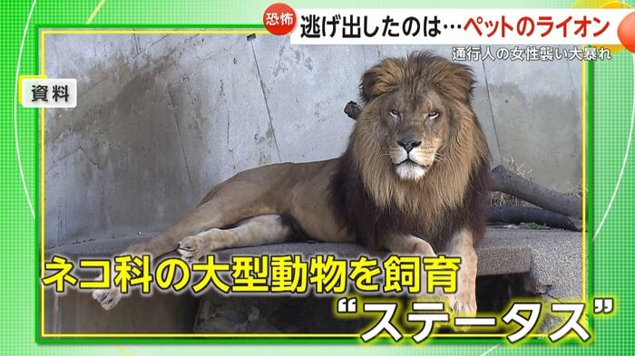 大型のネコ科の動物を飼うことがステータスなパキスタン