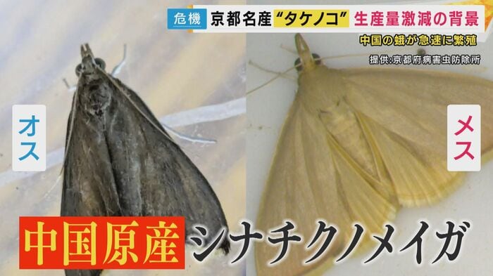 中国原産のシナチクノメイガ