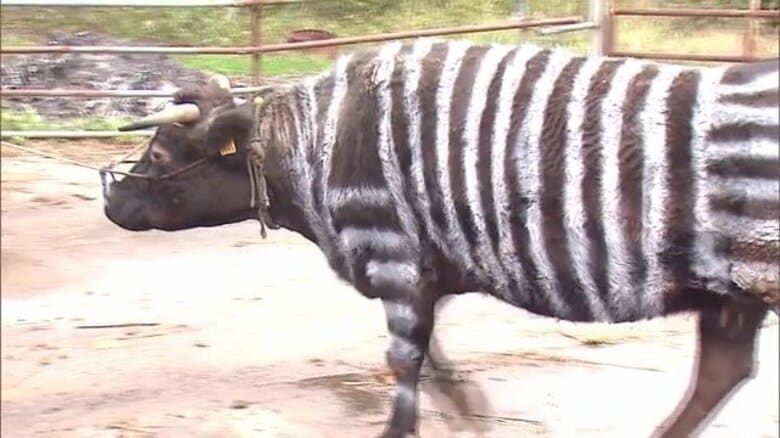 一度見たら忘れられないシマシマ模様のウシ！　イグ・ノーベル賞受賞した「シマウシ」の研究　県内で同様の実証実験の実績【山形発】｜FNNプライムオンライン