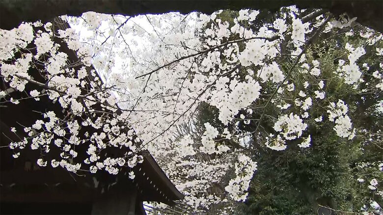 東京・桜が満開　平年より９日、去年より５日早く　気象庁｜FNNプライムオンライン