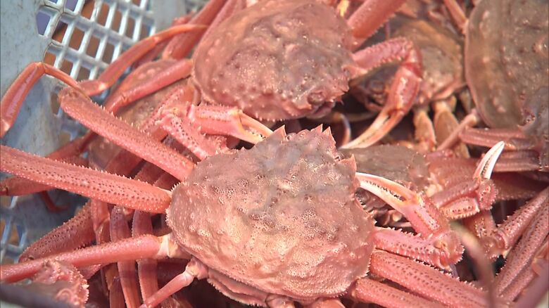 オオズワイガニ→ズワイガニと表記し業者に6.5トン以上販売...是正指示受けた北海道洞爺湖町の水産物卸売業者「周辺ではズワイガニは本ズワイガニ、オオズワイガニはズワイガニと…問題ないと思った」｜FNNプライムオンライン