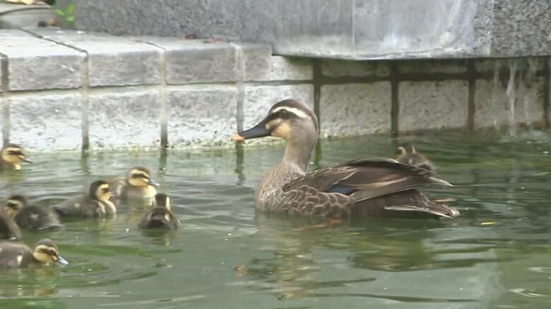 池の塀からダイブ！　カルガモの親子が泳ぎの練習　赤ちゃんが襲われそうになるハプニングも!?　病院の中庭で誕生｜FNNプライムオンライン