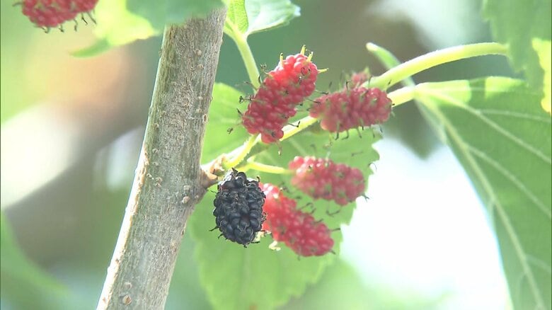 多摩川河川敷の桑の実を食べた小学生5人が腹痛訴え救急搬送　校外学習で訪問中に　東京・世田谷区｜FNNプライムオンライン