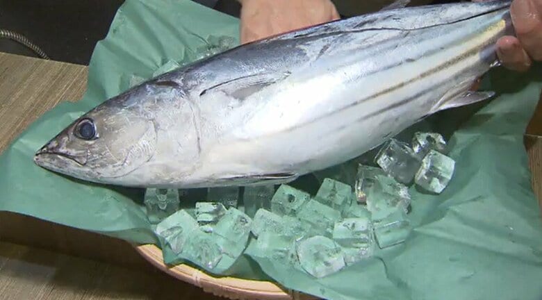 カツオのまち・気仙沼市　29年連続水揚げ量日本一に「黄色信号」　例年の2割未満に　量も少なくサイズも小さい　海で何が？｜FNNプライムオンライン