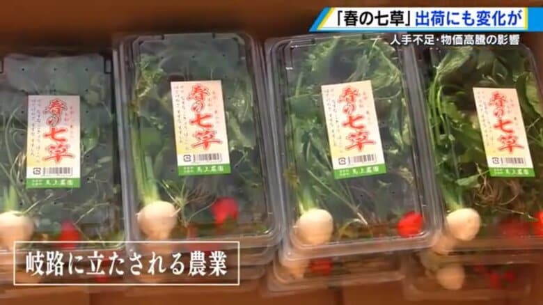 「春の七草」出荷も人手不足の影響深刻　農業、 観光業など小規模事業者にも価格転嫁できる環境整備を【広島発】｜FNNプライムオンライン