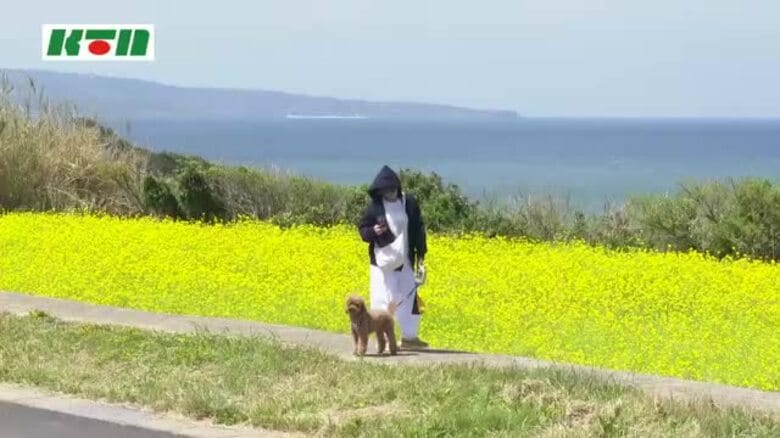 菜の花と海のコラボ！400万本の菜の花が畑一面を黄色に染める…観光客が甘い香りに包まれながら春を満喫｜FNNプライムオンライン