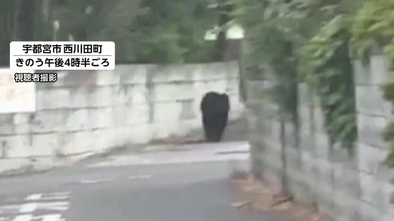 宇都宮でクマ目撃相次ぐ 市内の公立小中学校はすべて休校 週末から13件以上目撃「フェンスのぼって中学校の方に」情報も|FNNプライムオンライン