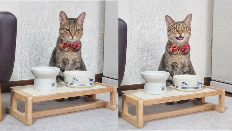仏頂面から「ご飯食べる？」で猫の表情が一変…いつもこんなに分かりやすい？飼い主に聞いた｜FNNプライムオンライン